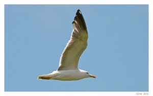 Herring Gull