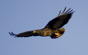 Jackal Buzzard