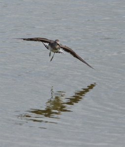 Green Sandpiper Flight