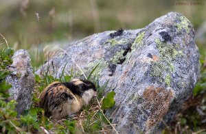 Norway lemming