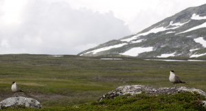 Long-tailed jaeger / Habitat