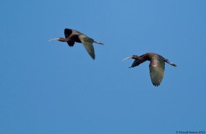 Glossy Ibis pair