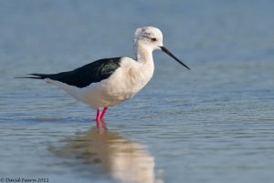 Black-winged Stilt