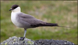 Long-tailed jaeger / Close-up