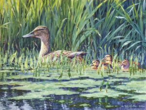 mallard and young - painting