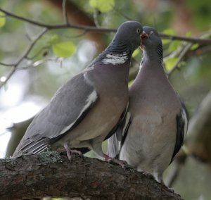 The Art Of Kissing