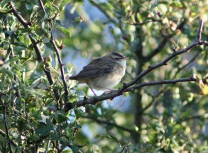 Fledgeling Sedge Warbler