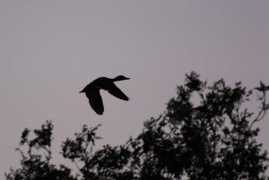 Flight of the Mallard