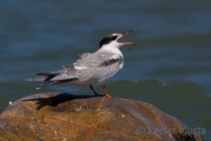 Common Tern: Fresh Juvenal Plumage