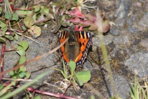 Small Tortoiseshell