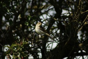 Willow Warbler