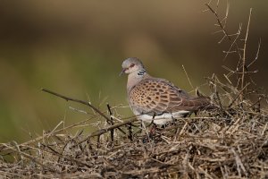 European Turtle Dove