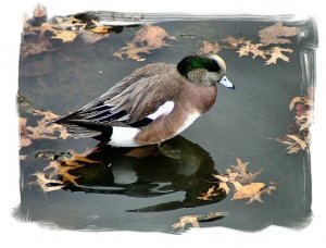 American Wigeon