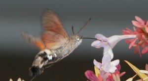 Hummingbird Hawk Moth