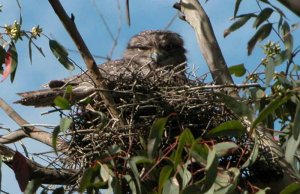 Tawny Frogmouth