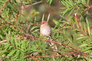 Red-browed Firetail