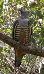 Crested Hawk/Pacific Baza