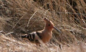 Hoopoe