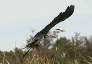 Grey Heron in flight