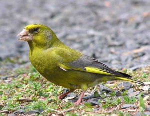 Greenfinch