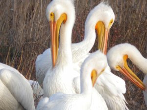 American White Pelicans