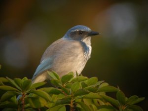 Western Scrub Jay