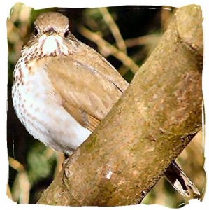 Gray-cheeked Thrush