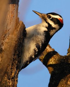 Hairy Woodpecker at Sunset