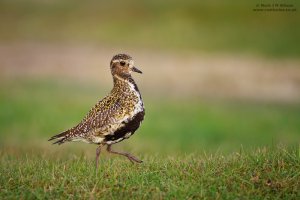 Golden Plover