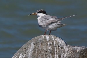 Forster's Tern