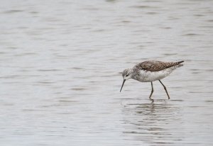 Marsh Sandpiper