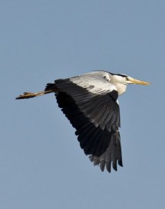 Ardea cinerea