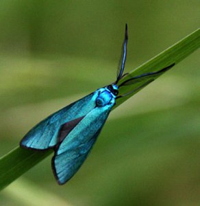 Forester Moth