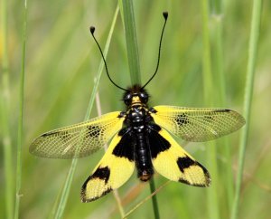 Libelloides macaronius