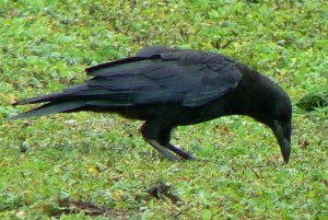 Crow in the Rain