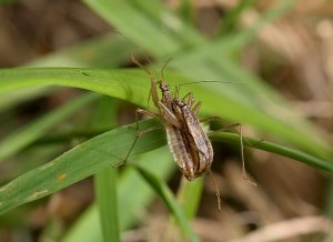 Marsh Damsel Bug - Pair