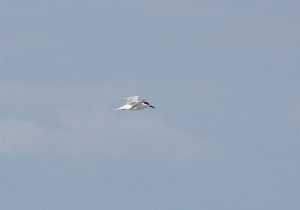 Sandwich Tern