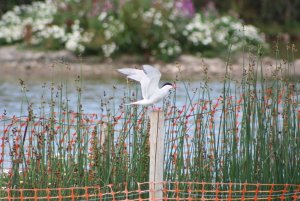 Common Tern