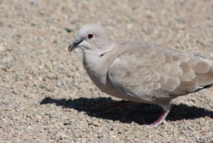 Collared Dove