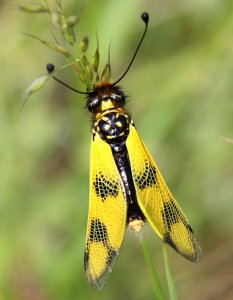 Libelloides macaronius - closed wings