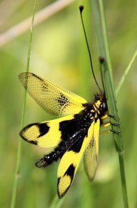 Libelloides macaronius - side view