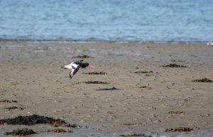 Oystercatcher in flight