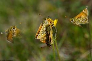 An orgy of Silver-spotted Skippers