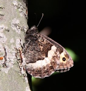 Woodland Grayling