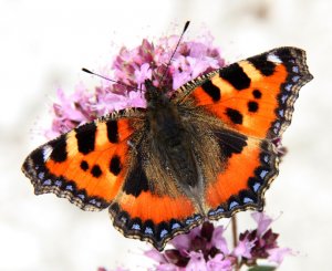 Small Tortoiseshell