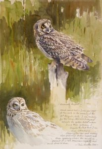 short-eared owl study