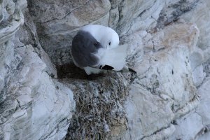 Your annual visit? Just let me have a preen!