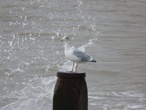 Herring gull getting wet