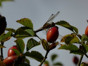 Dragonfly on rose hips