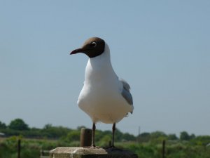 Black headed gull in summer glory